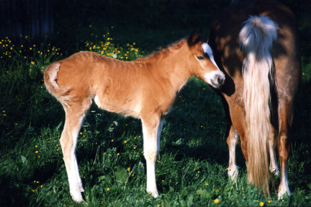 Fohlenaufzucht